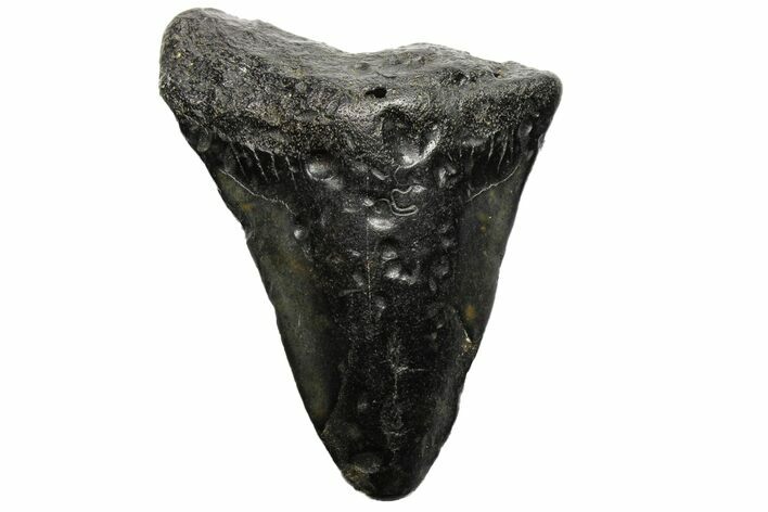 Bargain, Megalodon Tooth - North Carolina #152894